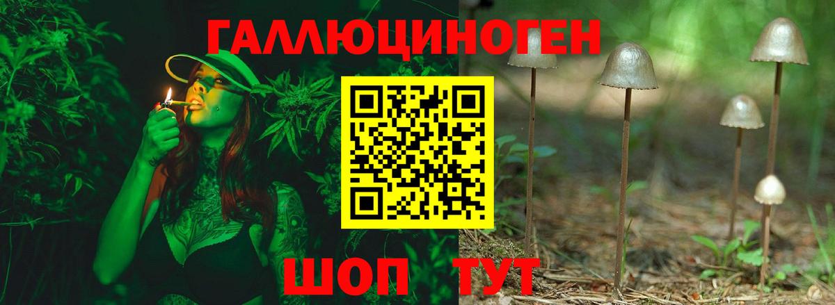 Галлюциногенные грибы Psilocybe Ялта